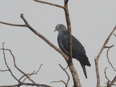 Columba malherbii