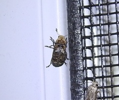 Euparius