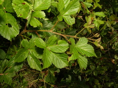 Rubus fulleri