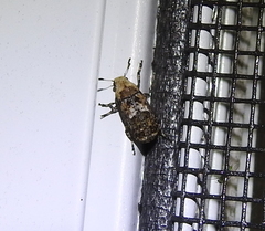 Euparius
