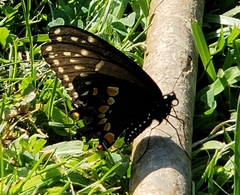 Papilio polyxenes