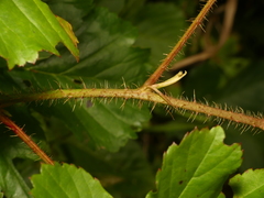 Rubus fulleri