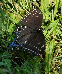 Papilio polyxenes