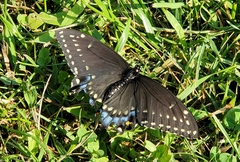 Papilio polyxenes