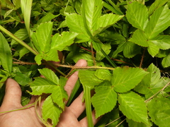 Rubus fulleri