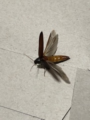 Serropalpus barbatus