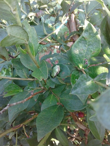 Cope's Gray Tree Frog photographed in Alabama