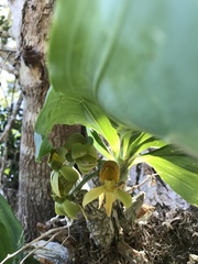 Catasetum