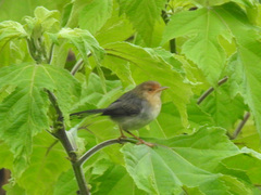 Prinia molleri