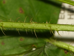 Rubus fulleri