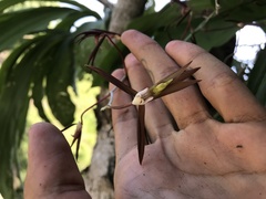 Catasetum