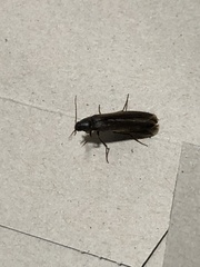 Serropalpus barbatus