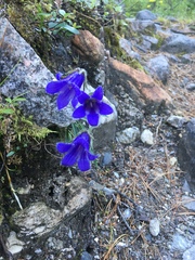 Campanula dasyantha