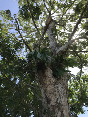 Catasetum