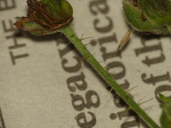 Rubus fulleri