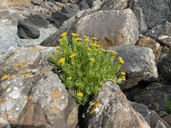 Limbarda crithmoides crithmoides