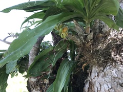 Catasetum