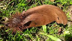 Centrolobium tomentosum