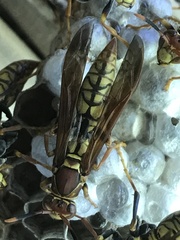 Polistes myersi