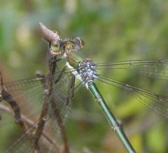 Lestes vigilax
