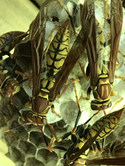 Polistes myersi