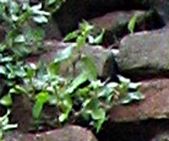 Parietaria officinalis