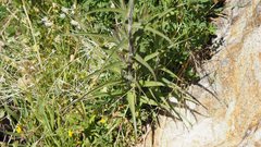 Castilleja minor stenantha