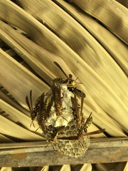 Polistes myersi