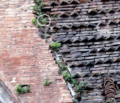 Parietaria officinalis