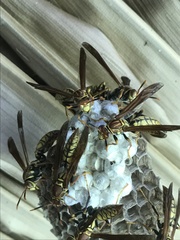Polistes myersi