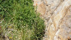 Castilleja minor stenantha