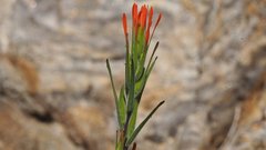 Castilleja minor stenantha