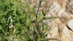 Castilleja minor stenantha