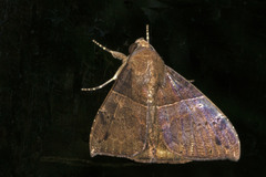 Ophisma