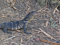 Varanus salvator salvator