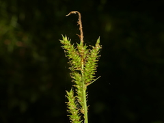 Carex scabrata