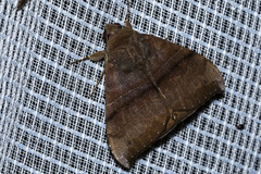 Ophisma