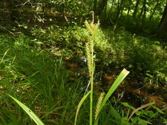 Carex scabrata