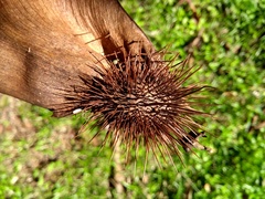 Centrolobium tomentosum