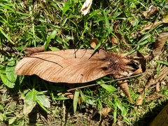 Centrolobium tomentosum