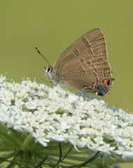 Satyrium calanus