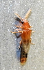 Distremocephalus texanus