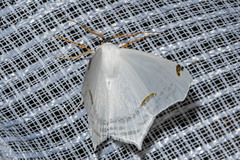 Sericoptera