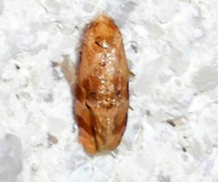 Cochylis bucera