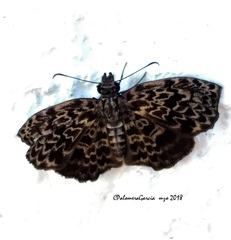 Cycloglypha thrasibulus thrasibulus