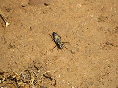 Mitrodetus dimidiatus