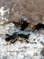 Frieseomelitta nigra