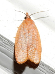 Sparganothis demissana