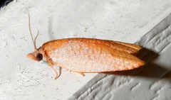 Sparganothis demissana