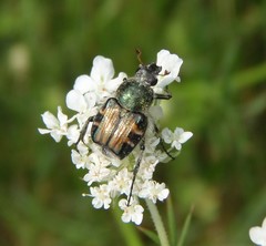 Trichiotinus affinis